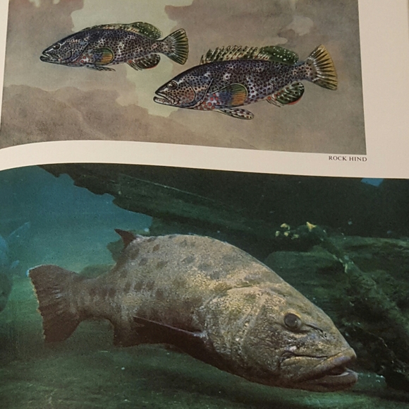 *SOLD* WONDROUS WORLD OF FISHES 1969 NEW ENLARGED - Picture 12 of 14